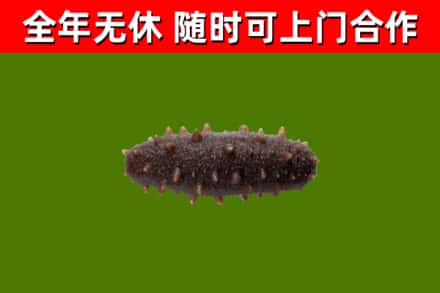 海城回收海参干